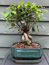 Load image into Gallery viewer, Ginseng Ficus Bonsai in 8" Glazed Ceramic Bonsai Pots & Matching Trays