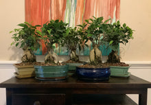 Load image into Gallery viewer, Ginseng Ficus Bonsai in 8" Glazed Ceramic Bonsai Pots & Matching Trays