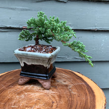 Load image into Gallery viewer, Juniper Bonsai in 4” Square Cream & Black Glazed Ceramic Pot