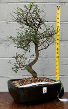 Load image into Gallery viewer, Chinese Elm Bonsai in Glazed Ceramic Bonsai Pot