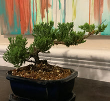 Load image into Gallery viewer, Juniper Procumbens Nana Bonsai in 6" Glazed Ceramic Bonsai Pots & Matching Trays ~ Quince Shaped