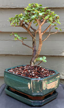 Load image into Gallery viewer, Elephant Jade Bonsai in 8" Glazed Ceramic Bonsai Pots & Matching Trays - Several Styles