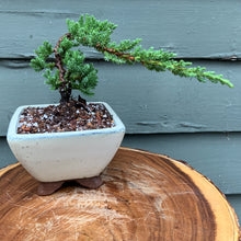 Load image into Gallery viewer, Juniper Bonsai in 5” Rounded Square Cream Glazed Ceramic Pot