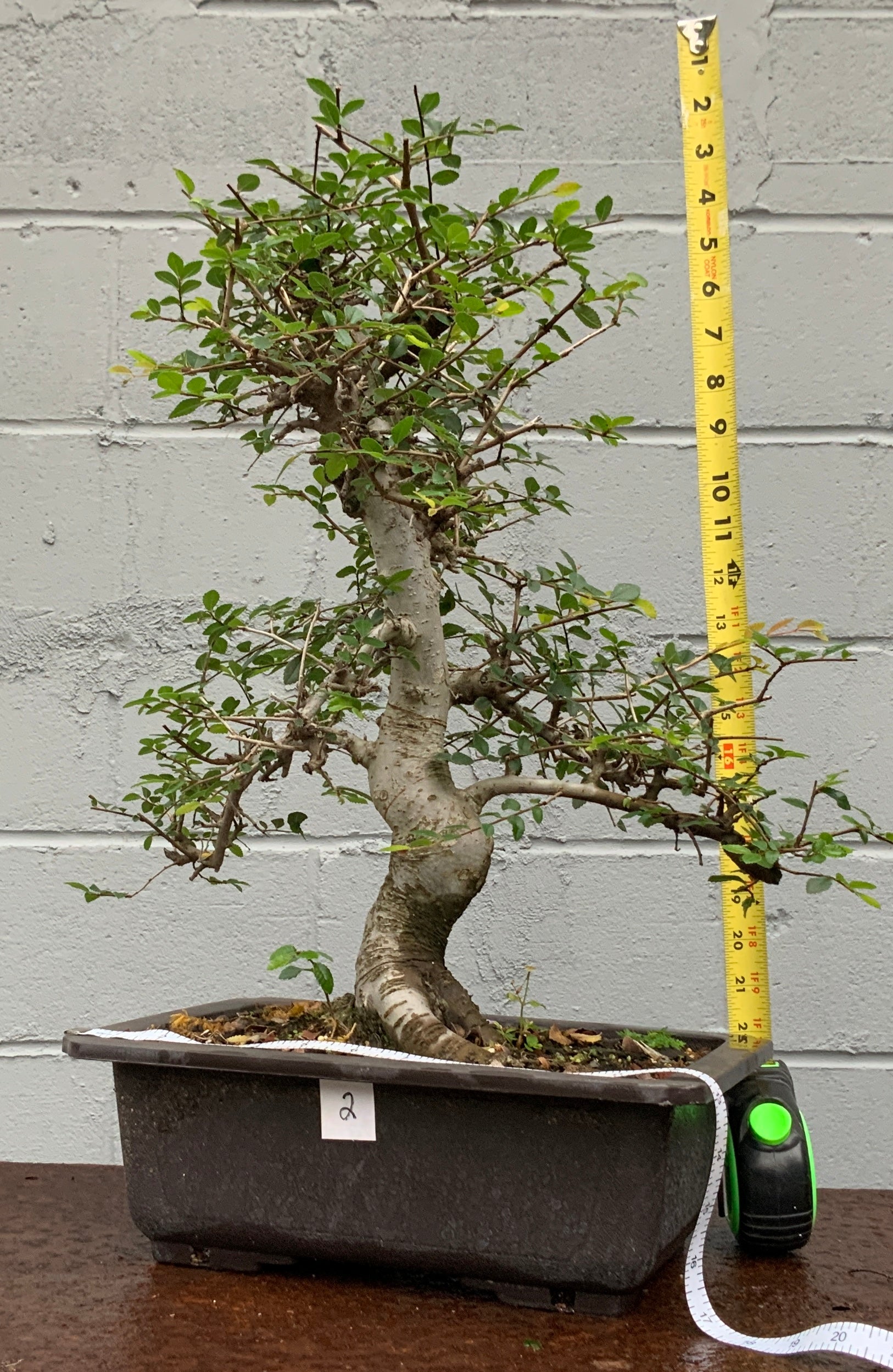 thumbnail image 2 of AWESOME! Beautiful Chinese Pistache Pre-Bonsai, 12 Years, HUGE TRUNK 2 of 12