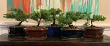 Load image into Gallery viewer, Juniper Procumbens Nana Bonsai in 6" Glazed Ceramic Bonsai Pots & Matching Trays ~ Quince Shaped