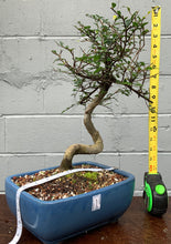 Load image into Gallery viewer, Chinese Elm Bonsai in Glazed Ceramic Bonsai Pot
