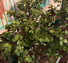 Load image into Gallery viewer, Elephant Jade Bonsai in 8" Glazed Ceramic Bonsai Pots & Matching Trays - Several Styles