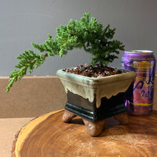 Load image into Gallery viewer, Juniper Bonsai in 4” Square Cream & Black Glazed Ceramic Pot