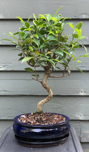 Load image into Gallery viewer, Tiger Bark Ficus (ficus microcarpa) Bonsai in 8" Glazed Ceramic Bonsai Pots & Matching Trays