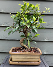 Load image into Gallery viewer, Tiger Bark Ficus (ficus microcarpa) Bonsai in 8" Glazed Ceramic Bonsai Pots & Matching Trays