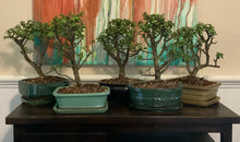 Load image into Gallery viewer, Elephant Jade Bonsai in 8" Glazed Ceramic Bonsai Pots & Matching Trays - Several Styles