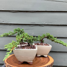 Load image into Gallery viewer, Juniper Bonsai in 5” Rounded Square Cream Glazed Ceramic Pot