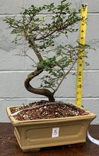 Load image into Gallery viewer, Chinese Elm Bonsai in Glazed Ceramic Bonsai Pot