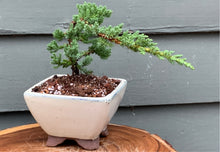 Load image into Gallery viewer, Juniper Bonsai in 5” Rounded Square Cream Glazed Ceramic Pot