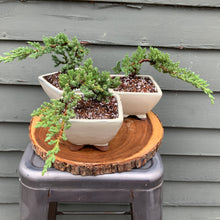 Load image into Gallery viewer, Juniper Bonsai in 5” Rounded Square Cream Glazed Ceramic Pot