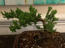 Load image into Gallery viewer, Juniper Procumbens Nana Bonsai in 6" Glazed Ceramic Bonsai Pots & Matching Trays ~ Quince Shaped