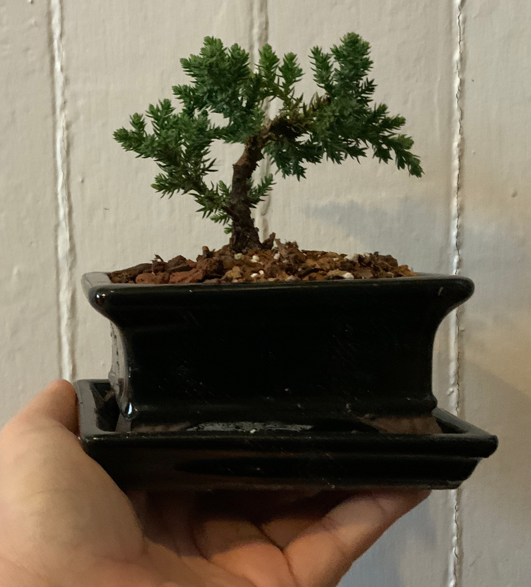 lucky bonsai tree Juniper Procumbens Nana in a 4.5" Glazed Ceramic Bonsai Pot & Matching Tray ~ Tapered Rectangular Black