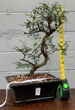 Load image into Gallery viewer, Chinese Elm Bonsai in Glazed Ceramic Bonsai Pot