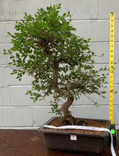 Load image into Gallery viewer, Chinese Elm Bonsai in Plastic Bonsai Pot