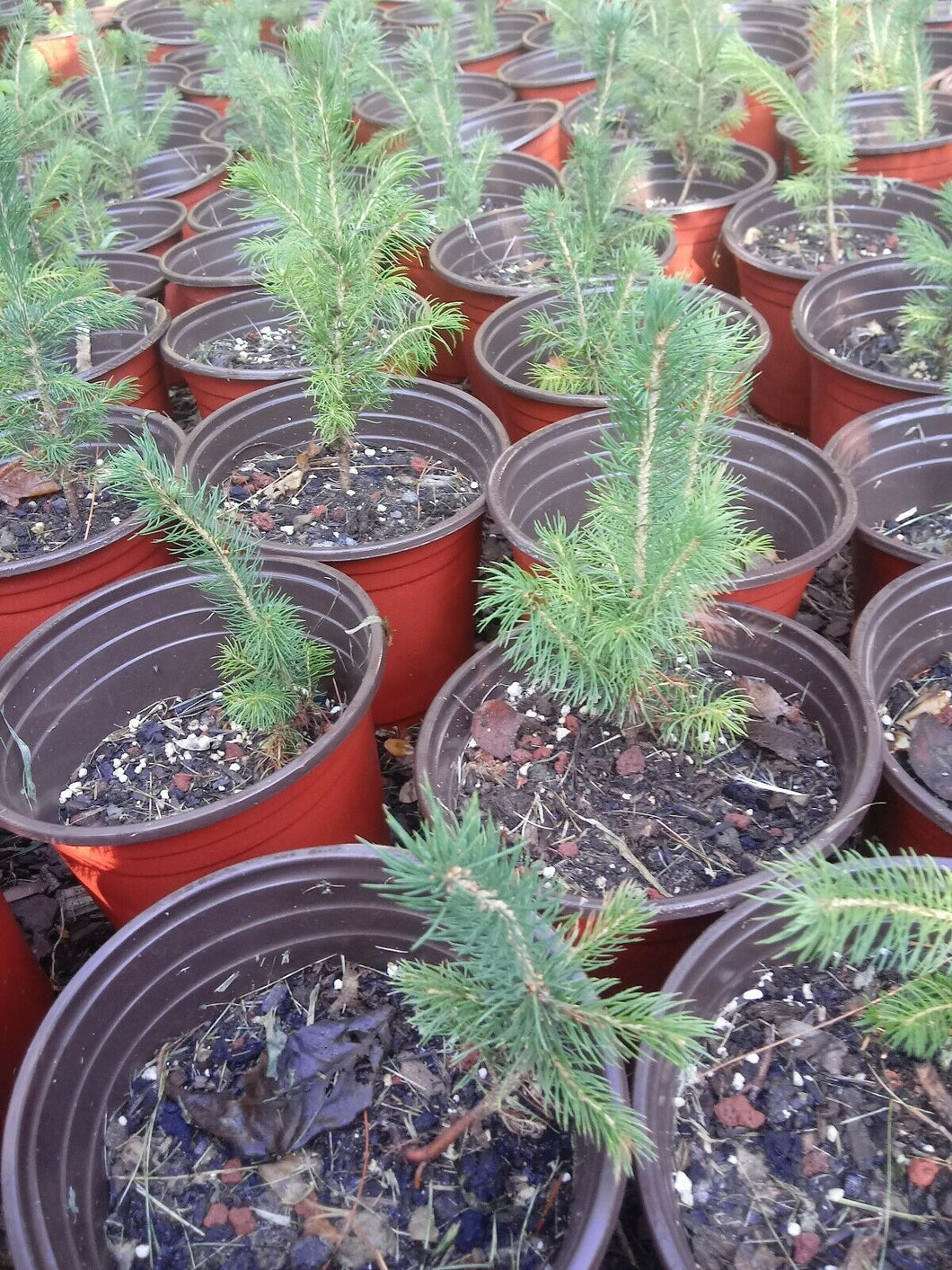 Black Hills Spruce Seedling (picea glauca densata) age 5-6 new photo coming