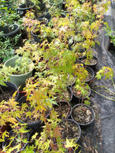 Load image into Gallery viewer, Green Japanese Maple seedling 18&quot;-24&quot; in 6&quot; plastic nursery pot. 3 year old seedlings.
