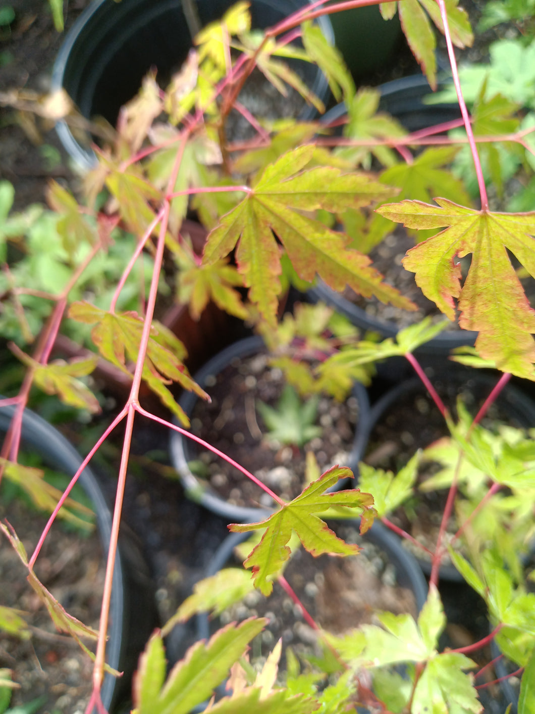 Green Japanese Maple seedling 18
