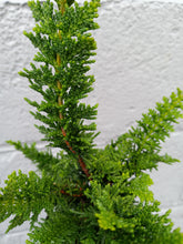 Load image into Gallery viewer, Hinoki Cypress Green Fernleaf
