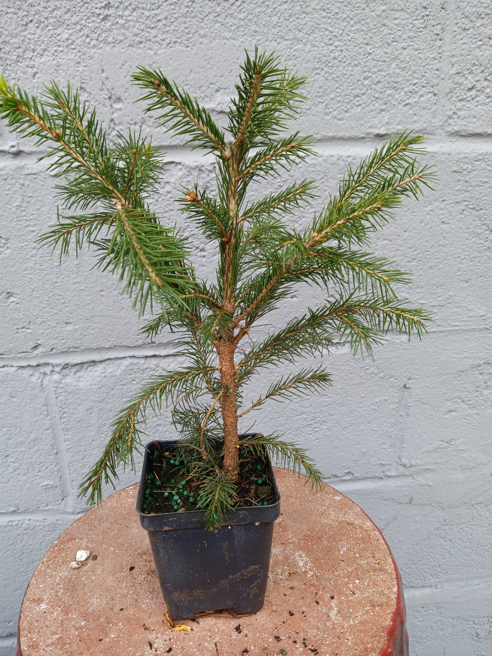 norway spruce bonsai Norway Spruce in 4