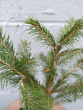 Load image into Gallery viewer, Norway Spruce in 4&quot; pot
