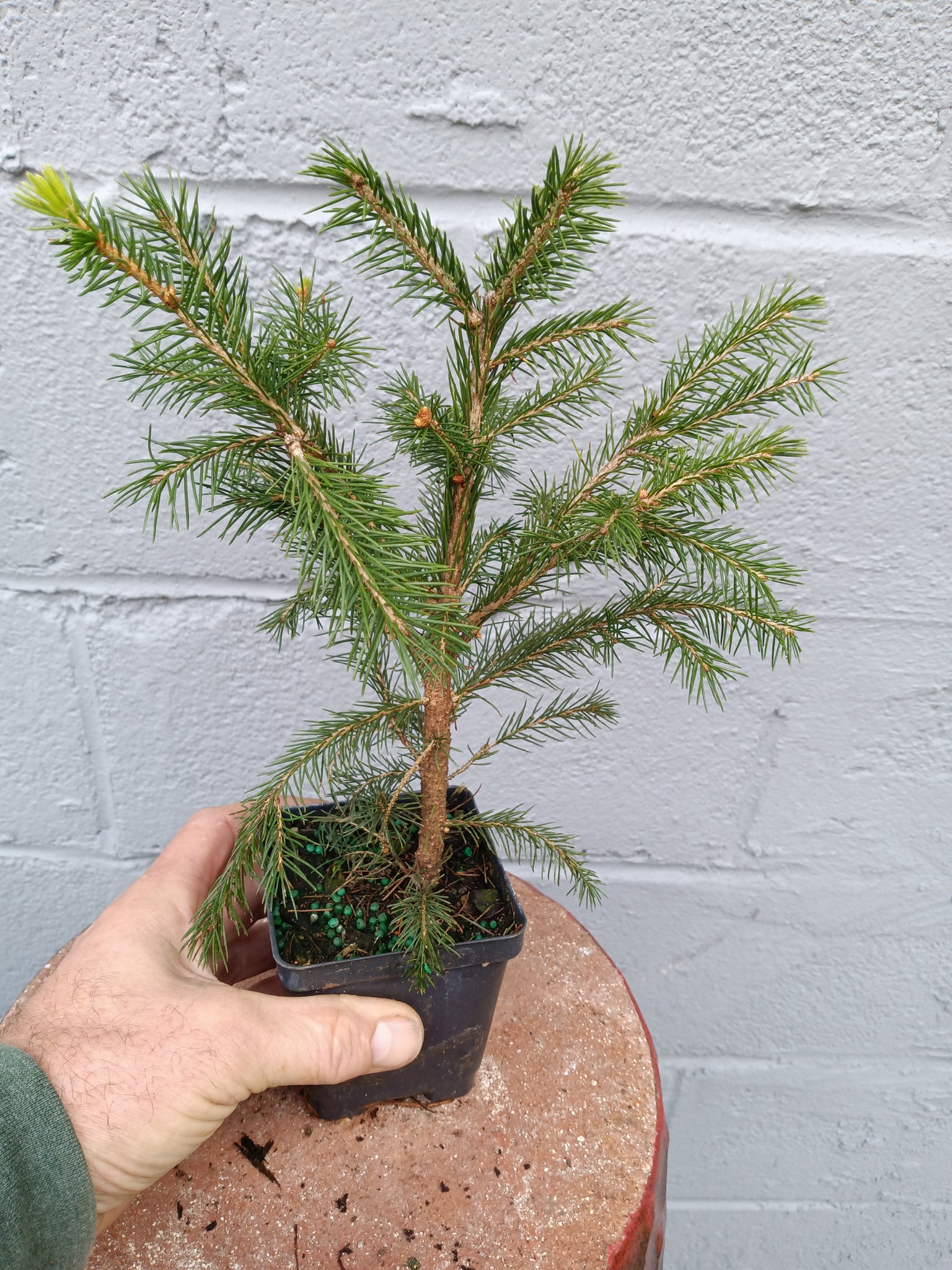 norway spruce bonsai tree Norway Spruce in 4" pot – Lucky Bonsai