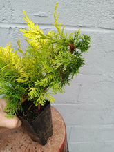 Load image into Gallery viewer, Golden Hinoki Cypress &#39;Crippsii&#39; &#39;
