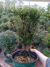 Load image into Gallery viewer, Syzygium buxifolium Brush Cherry pre bonsai

