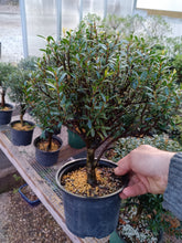 Load image into Gallery viewer, Syzygium buxifolium Brush Cherry pre bonsai
