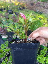 Load image into Gallery viewer, Chinzan Satzuki Azalea 4&quot; pot
