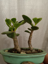 Load image into Gallery viewer, Raft style jade bonsai in mini 4.3&quot; pot
