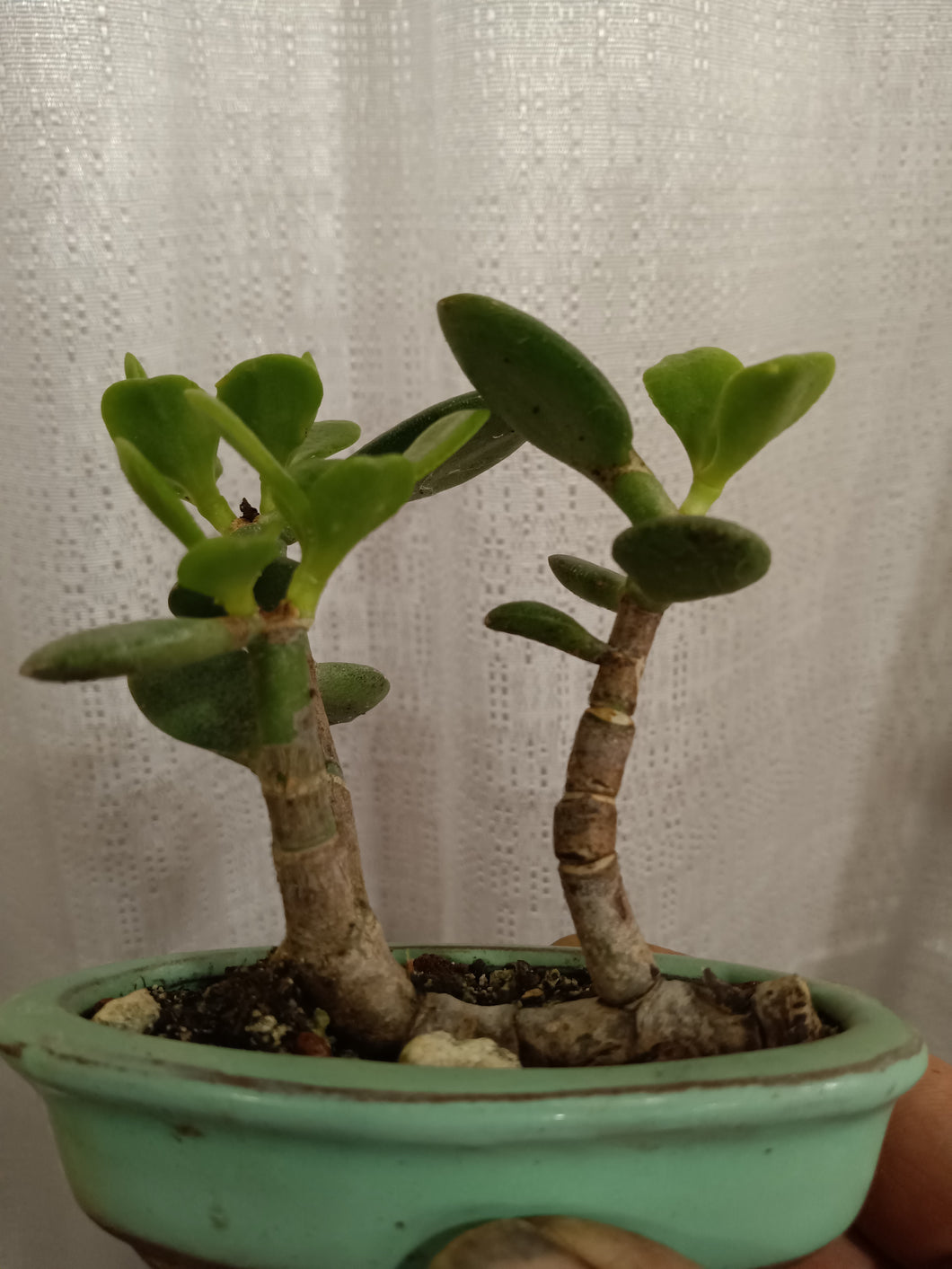 Raft style jade bonsai in mini 4.3