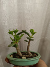 Load image into Gallery viewer, Raft style jade bonsai in mini 4.3&quot; pot
