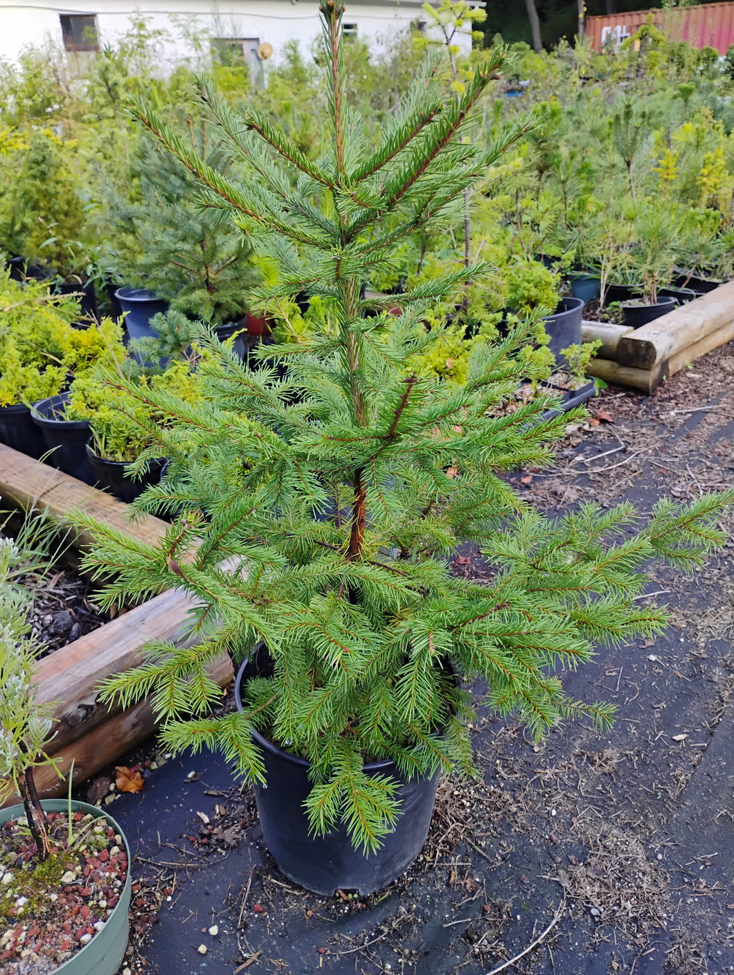 Norway Spruce