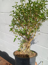 Load image into Gallery viewer, Serissa pre bonsai
