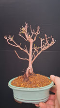 Load and play video in Gallery viewer, Amur Flame Maple Bonsai
