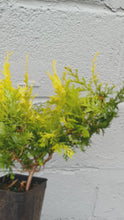 Load and play video in Gallery viewer, Golden Hinoki Cypress &#39;Crippsii&#39; &#39;
