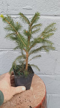 Load and play video in Gallery viewer, Norway Spruce in 4&quot; pot
