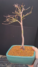 Load and play video in Gallery viewer, Japanese Maple Bonsai
