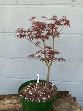 Load image into Gallery viewer, Japanese Maple pre-bonsai in 8&#39; bulb pan
