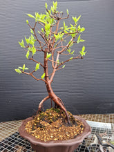 Load image into Gallery viewer, Amur Flame Maple- exact tree
