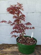 Load image into Gallery viewer, Japanese Maple pre-bonsai in 8&#39; bulb pan
