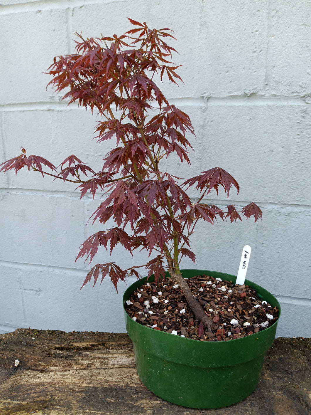 Japanese Maple pre-bonsai in 8' bulb pan