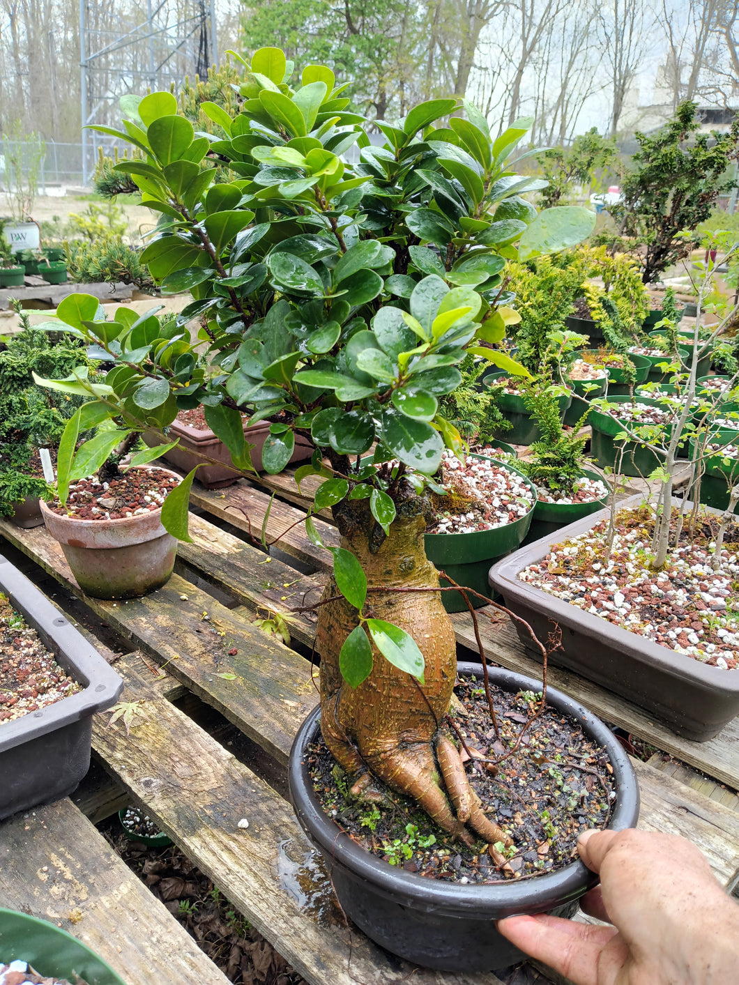 Large Ginseng Ficus in plastic bonsai pot