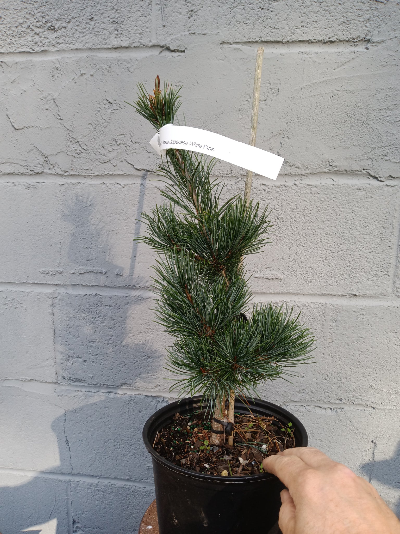 japanese white pine pinus parviflora tree bonsai Gimborne's Ideal' Japanese White Pine – Lucky Bonsai