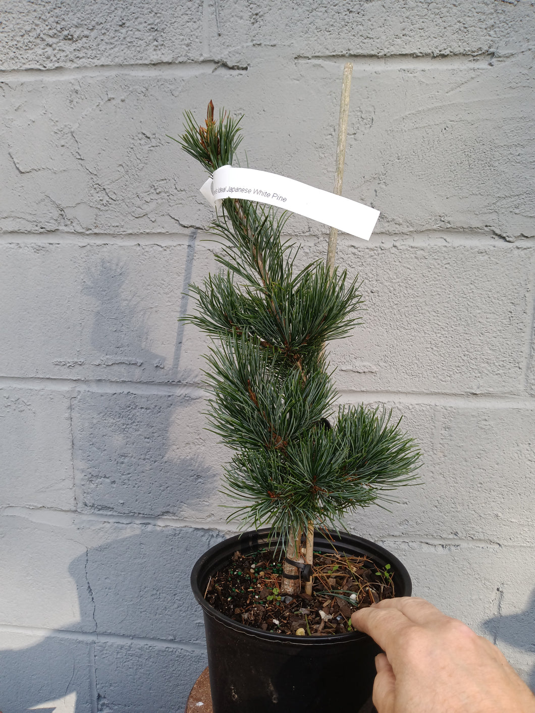 'Gimborne's Ideal' Japanese White Pine